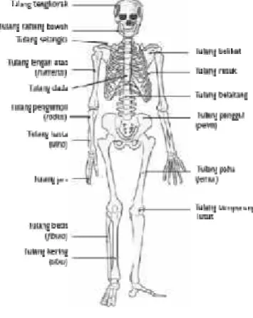 Gambar 2. Rangka Manusia