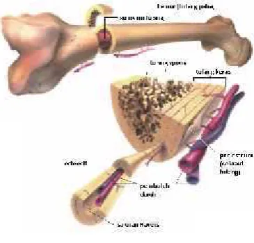 Gambar 3. Struktur Tulang