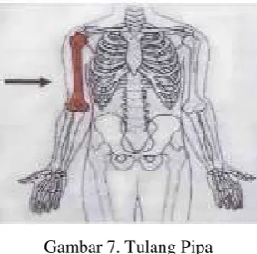 Gambar 7. Tulang Pipaipa