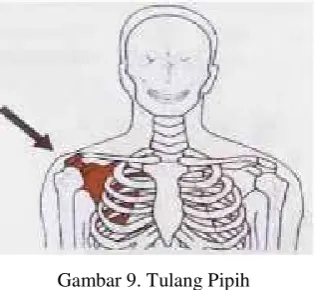 Gambar 9. Tulang Pipihipih