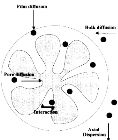 Fig. I. Schematic representation of the dynamic adsorption and mass transfer effects of a protein molecule with a porous adsorbent particle