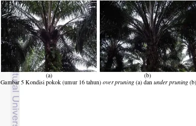 Gambar 5 Kondisi pokok (umur 16 tahun) over pruning (a) dan under pruning (b) 