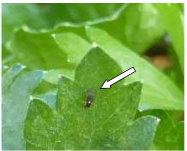 Gambar 3  Imago L. huidobrensis  (Diptera: Agromyzidae) 