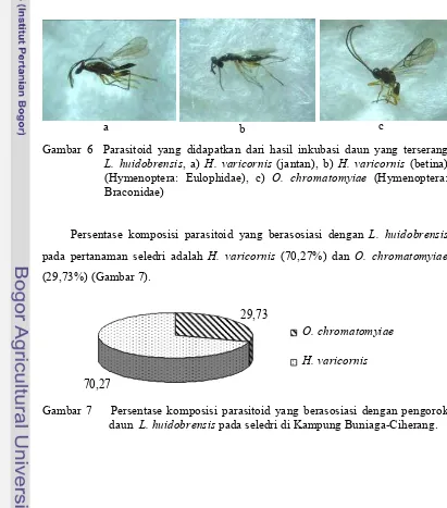 Gambar 6  Parasitoid yang didapatkan dari hasil inkubasi daun yang terserang     