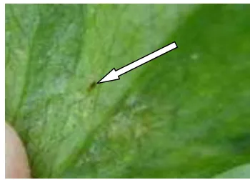 Gambar 8  Imago T.  parvispinus pada permukaan bawah daun seledri 