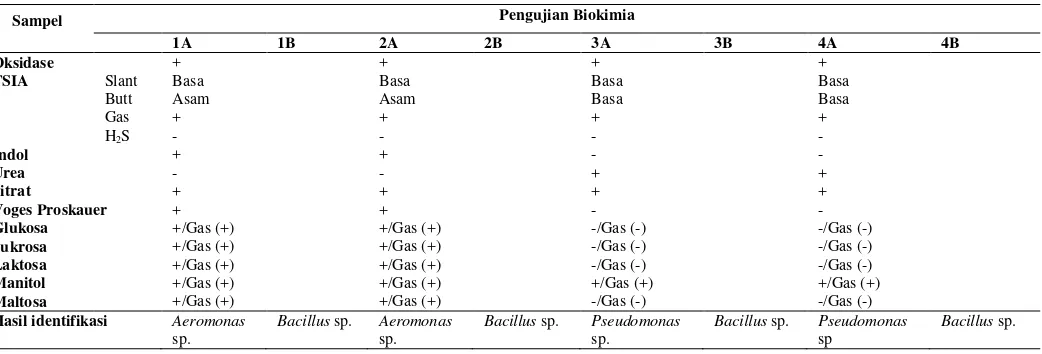 Tabel 6  Hasil pengujian biokimia bakteri pada saluran reproduksi reproduksi imago betina  