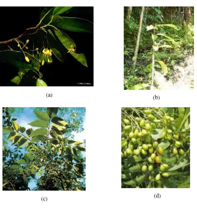 Gambar 1 Daun dan Bunga Quassia indica (a), pohon Q. indica (b), daun 