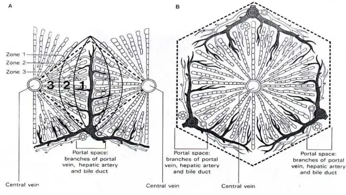 Gambar 3  A. Sistem asinus hati yang terdiri dari 3 zona, yaitu zona 1, zona 2, dan 