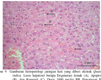 Tabel 1  Persentase lesio hepatosit mencit yang diberi ekstrak Quassia indica 