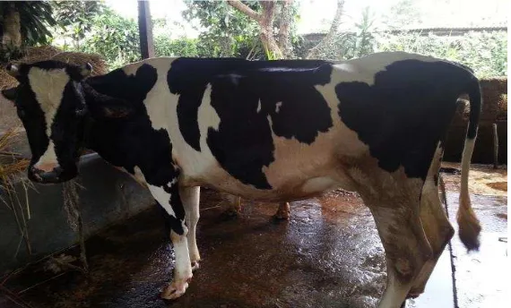 Gambar 1 Sapi jenis Friesian Holstein   