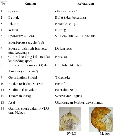 Tabel 1.  Deskripsi inokulum FMA Gigaspora sp. isolat MV 17. 