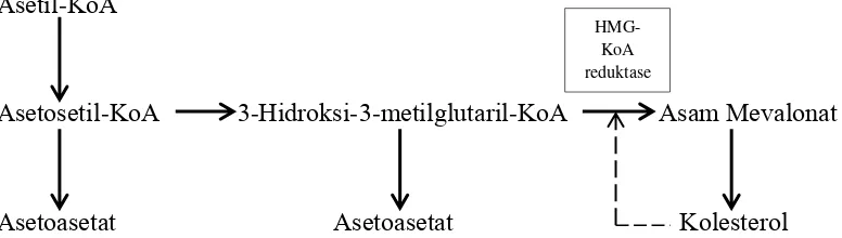 Gambar 5. Biosintesis kolesterol (Ganong, 2005).