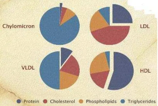 Tabel 4. Empat lipoprotein utama dan fungsinya 