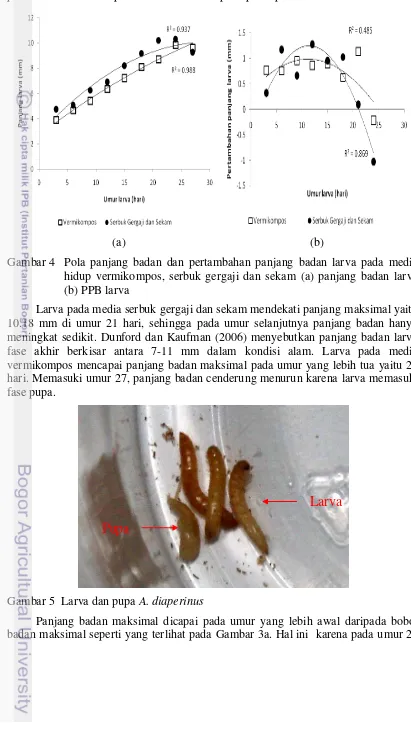 Gambar 4  Pola panjang badan dan pertambahan panjang badan larva pada media 