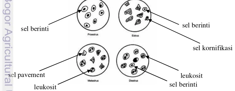 Tabel 1 Perbandingan jenis morfologi sel dan durasi perubahan sel pada tiap fase 