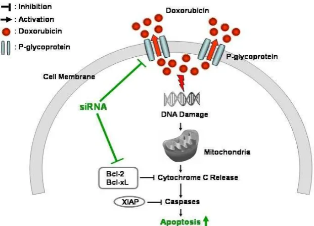 Gambar 2 Mekanisme apoptosis oleh doxorubicin (Kim  et al. 2009) 