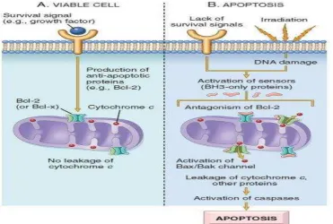 Gambar 5 Apoptosis alur intrinsik (mitokondria) (Kumar et al. 2010) 
