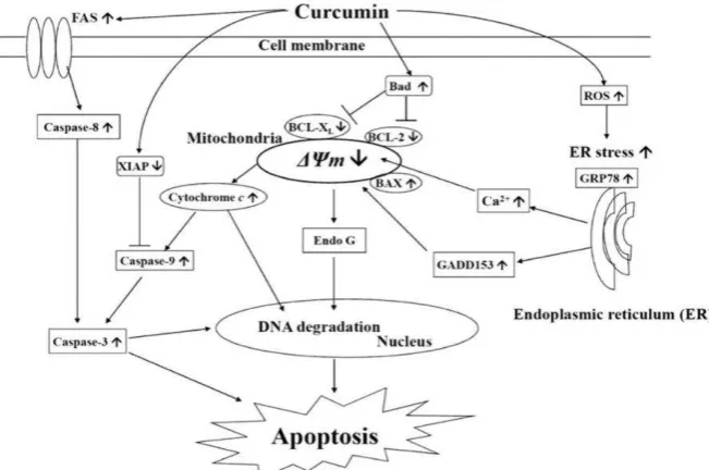 Gambar 7 Mekanisme apoptosis oleh kurkumin (Wu et al. 2010) 