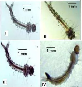 Gambar 4. Larva Instar I–IV Aedes aegypti (perbesaran 100x) (Gama ZP et al., 2010). 