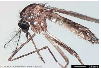 Gambar 7. Nyamuk Aedes aegypti Betina dan Jantan (perbesaran 40x) (Supartha, 2008). 
