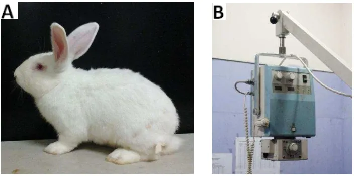 Gambar 5  (A) Hewan model kelinci New Zealand White (B) mesin x-ray portable  