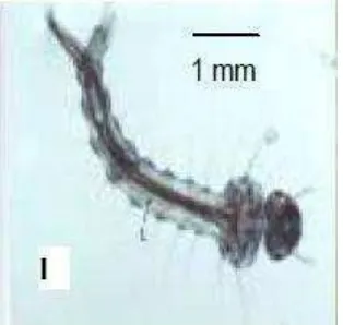Gambar 3. Larva Instar I Aedes aegypti (Sumber: Gama, Z.P., et al., 2010) 