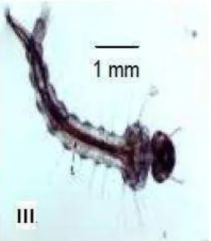 Gambar 4. Larva Instar II Aedes aegypti (Sumber: Gama, Z.P., et al., 2010) 