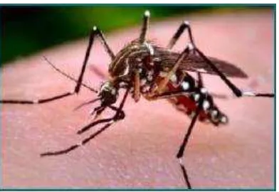 Gambar 8. Nyamuk Aedes aegypti (Sumber: CDC, 2012) 