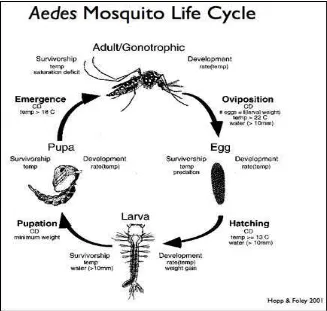 Gambar 9. Siklus Hidup Aedes aegypti 
