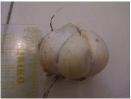 Gambar 10.Allium Sativum L 