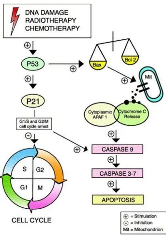 Gambar 5. Peran  p53 pada siklus sel dan apoptosis (Gillham dkk, 2007) 