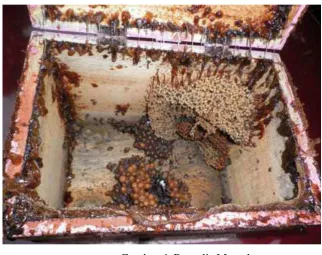 Gambar 6. Propolis Mentah 