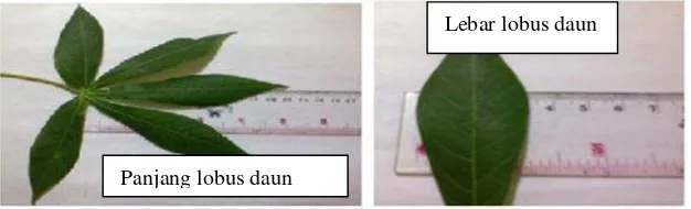 Gambar 5. Cara mengukur panjang dan lebar lobus daun.