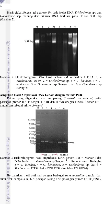 Gambar 2 Elektroforegram DNA hasil isolasi. (M =  marker λ DNA, 1 = 