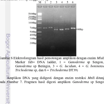 Gambar 5 Elektroforegram hasil pemotongan amplikon dengan enzim  MspI. (M = 