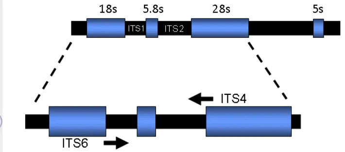 Gambar 8 Internal Transcribed Spacer (Lafontaine 2001) 