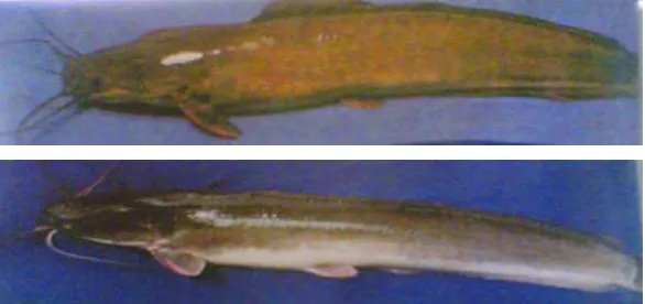 Gambar 2.  Ikan lele dumbo (Clarias gariepinus) (atas) dan ikan lele lokal         (Clarias batrachus) (bawah) (Suyanto 2007)