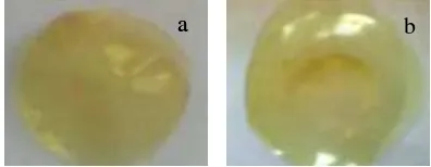 Gambar 4.5 (a) Membran kitosan sebelum digunakan. (b) Membran kitosan setelah digunakan transpor pada larutan elektrolit 1000 mM