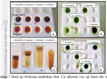 Gambar 7 Hasil uji fitokimia tumbuhan obat. Uji alkaloid (A); uji fenol (B); uji  