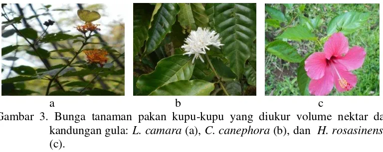 Gambar 3. Bunga tanaman pakan kupu-kupu yang diukur volume nektar dan 