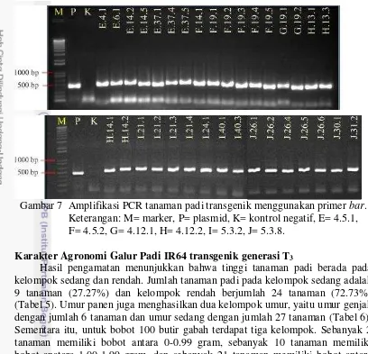 Gambar 7  Amplifikasi PCR tanaman padi transgenik menggunakan primer  bar. 