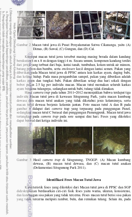 Gambar 2 Macan tutul jawa di Pusat Penyalamatan Satwa Cikananga, yaitu (A) 