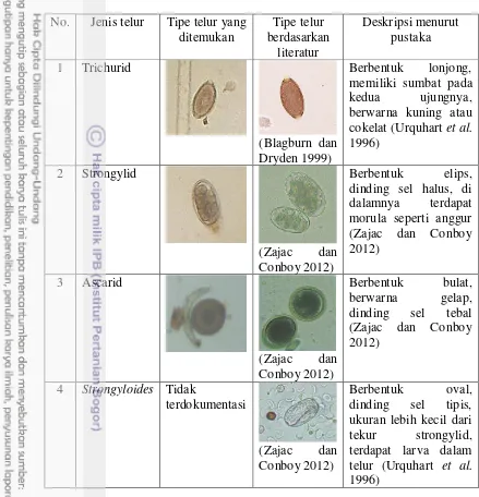 Tabel 3 Tipe telur cacing yang ditemukan pada Macan tutul jawa 