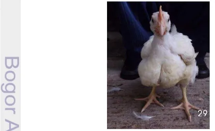 Gambar 1  Ayam pedaging strain Cobb (Dokumentasi penelitian) 