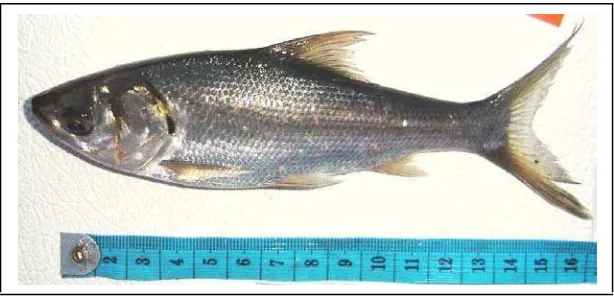 Gambar 1. Ikan motan (Thynnichthys thynnoides) (Sumber: Koleksi Nurdawati) 