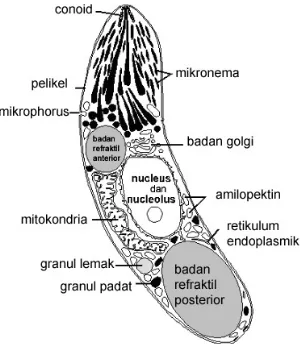 Gambar 1 Struktur Eimeria tenella yang telah bersporulasi  (Sumber : Desser 2000) 