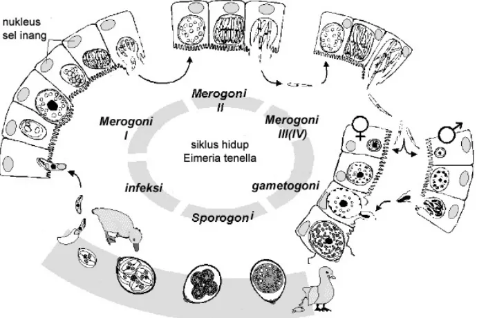 Gambar  3  Siklus hidup Eimeria tenella (Sumber : Fanatico 2006) 