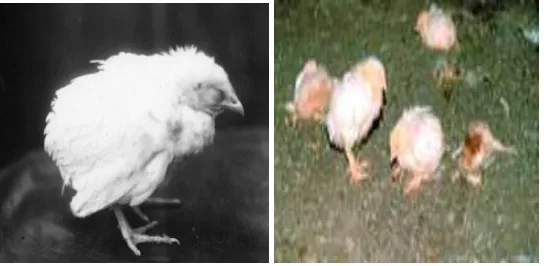 Gambar 5  Koksidiosis pada anak ayam 