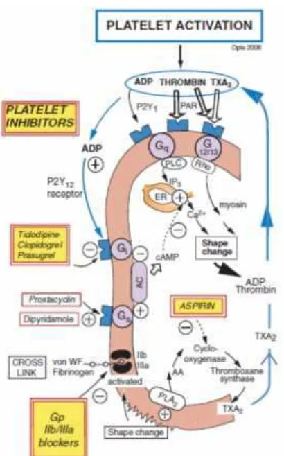 Gambar 5. Aktivasi trombosit dan reseptor yang terlibat (Fox et al., 2013).