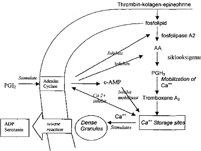 Gambar 1. Agregasi platelet melalui jalur pembentukan TXA2 (Gorman, 1979) 